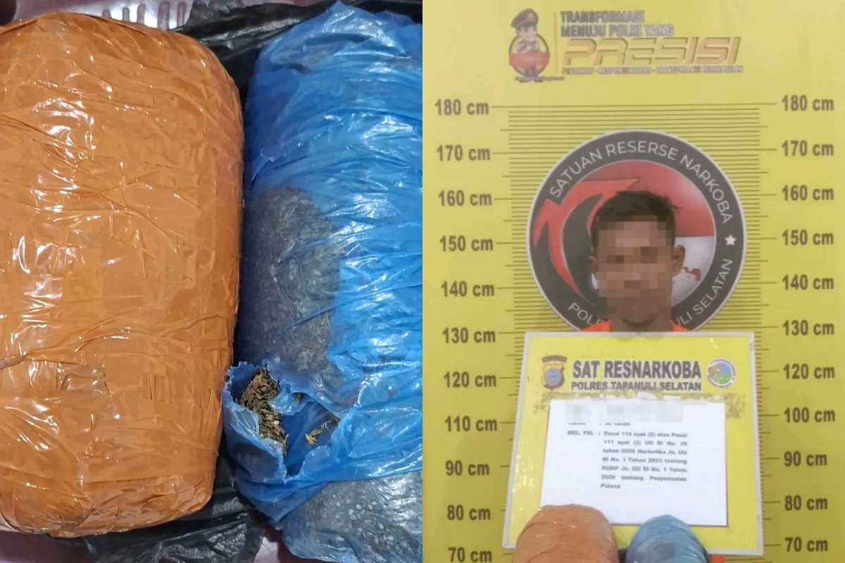 Polres Tapsel Buru Pemasok 2 Kg Ganja dari Madina
