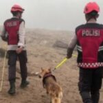 Kerja Bagus Anjing Pelacak K9 Polda Sumbar di Balik Penemuan Korban Banjir Bandang Solok