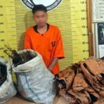 Gerak Cepat Polres Padangsidimpuan Gagalkan Penyelundupan 10 Kg Ganja