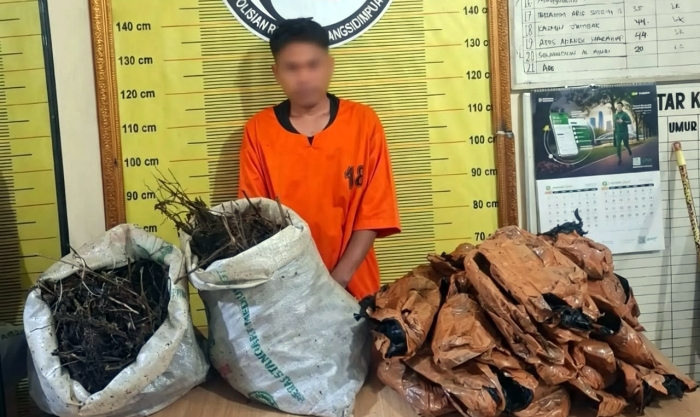 Gerak Cepat Polres Padangsidimpuan Gagalkan Penyelundupan 10 Kg Ganja
