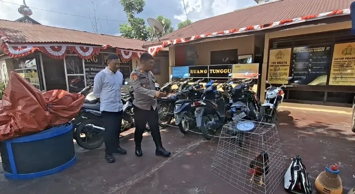 Polisi Gerebek Judi Sabung Ayam di Madina, yang Didapat Malah Belasan Kereta